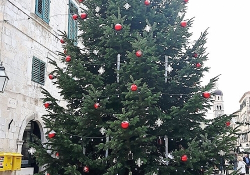 Ponuda božićnih drvca